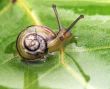 Snail