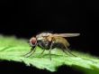 Fly