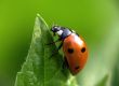  Ladybird bug on a leaf with green background