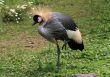 African crowned crane
