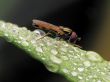 Flower-fly on wet leafs