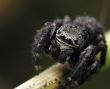 Jumping spider