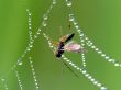 Insect and cobweb