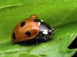 Lady-bug with drop water