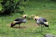 African crowned crane