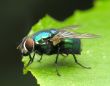 Fly