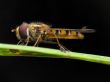 Close-up of flower-fly
