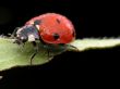 Wet lady bug