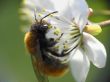 Bee on flower