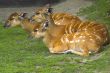 Antelopes