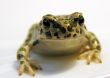 Green toad