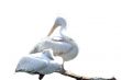Pelicans isolated