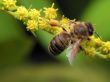 Honey bee on yellow flower