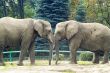 Elephants