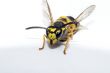 Wasp on white paper