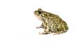 Green toad