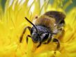 Bee on flower