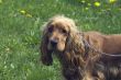 Cocker spaniel
