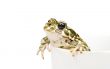 Green toad