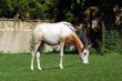 Antelope eating grass from meadow
