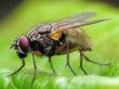 Fly close-up