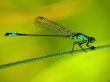 Dragon-fly