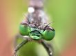 Dragon-fly