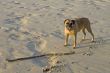 Boxer at the beach