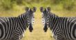 Two Zebra