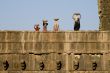 Women on a temple roof