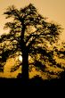 Baobab sunset