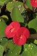 Water drops on the red tropical flower