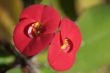 Water drops on the red tropical flower