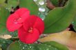 Water drops on the red tropical flower  	