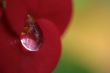 Water drops on the red tropical flower