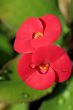 Water drops on the red tropical flower