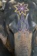 Painted elephant