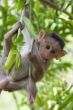 Macaque in a tree