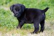 adorable small dog