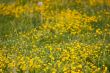 Grass texture