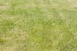 Grass texture