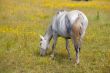 horse eating