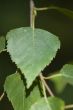 birch leaves
