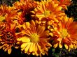 chrysanthemums