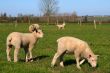 Sheeps pasture