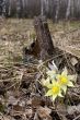 Snowdrops