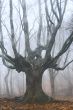 big dead tree in foggy forest