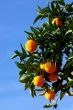 Mature oranges on the tree with blue sky.