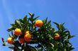 Mature oranges on the tree with blue sky.