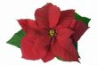 Christmas decoration poinsettia